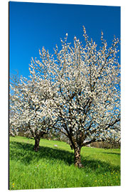 Aluminium print Blossoming cherry trees on the field