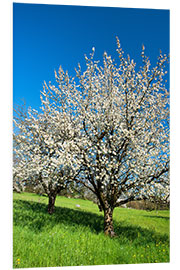 Foam board print Blossoming cherry trees on the field