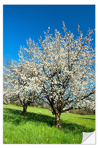 Selvklebende plakat Blossoming cherry trees on the field