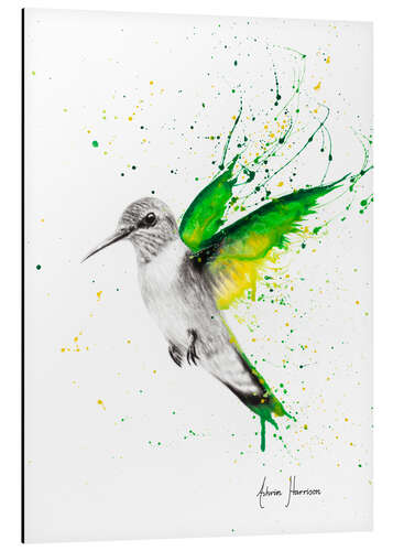 Aluminium print Hummingbird Wings