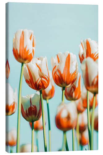 Canvas print Moored tulips on a light blue