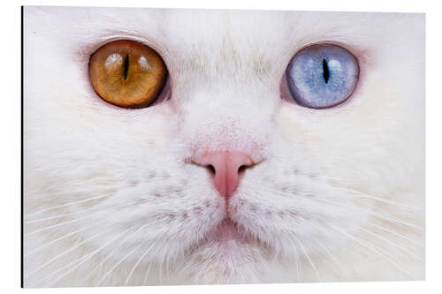 Aluminium print Odd eyed cats