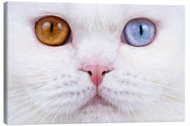 Canvas print Odd eyed cats