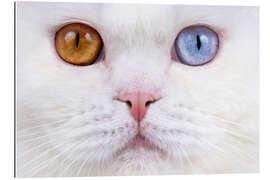 Gallery print Odd eyed cats