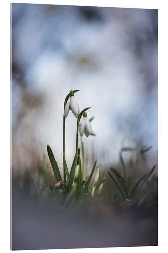 Akrylbillede Lovely snowdrops