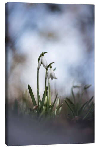 Lærredsbillede Lovely snowdrops