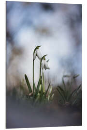 Magnettafel Schöne Schneeglöckchen