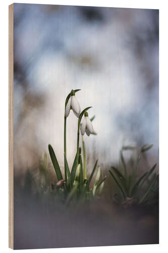 Obraz na drewnie Lovely snowdrops