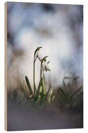 Quadro de madeira Lovely snowdrops