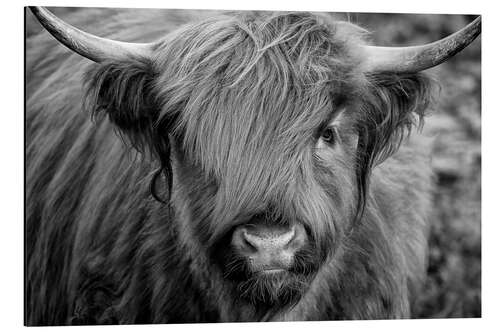 Aluminium print Highlander - Scottish Highland Cattle II