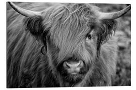 Tableau en aluminium Vache highland en noir et blanc II