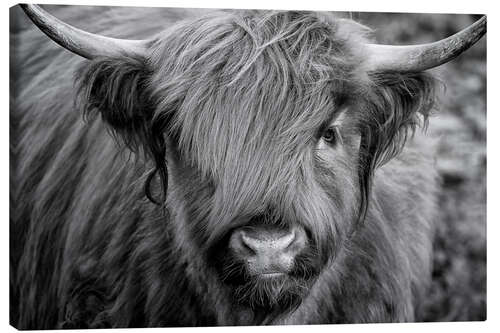 Lærredsbillede Highlander - Scottish Highland Cattle II