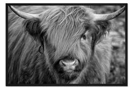 Gerahmter Kunstdruck Highlander - Schottisches Hochlandrind II