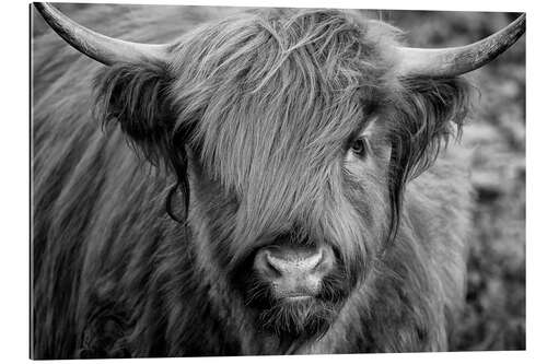 Galleritryk Highlander - Scottish Highland Cattle II