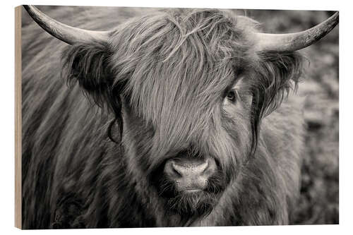 Quadro de madeira Highlander - Scottish Highland Cattle II