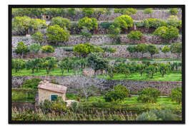 Gerahmter Kunstdruck Orangen Terrassen auf Mallorca, Spanien