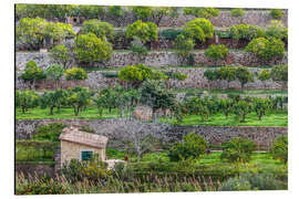 Magnettafel Orangen Terrassen auf Mallorca, Spanien