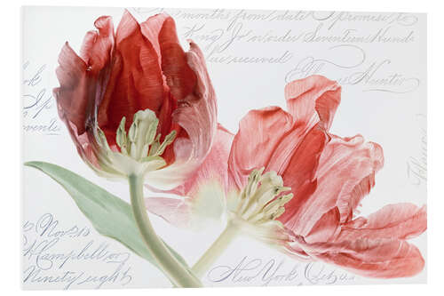 Foam board print Tulips duet