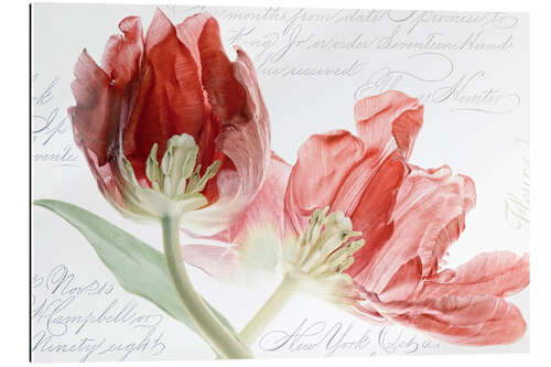 Gallery Print Tulpen Duett