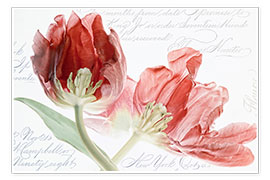 Veggbilde  Tulips duet - Lizzy Pe