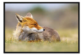 Gerahmter Kunstdruck Der lächelnde Fuchs