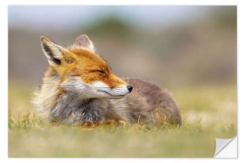 Naklejka na ścianę The smiling fox