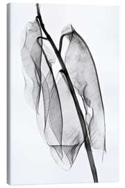 Canvas print Plant leaves, X-ray