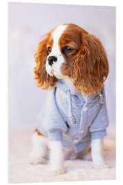 Foam board print Puppy in a jogging suit