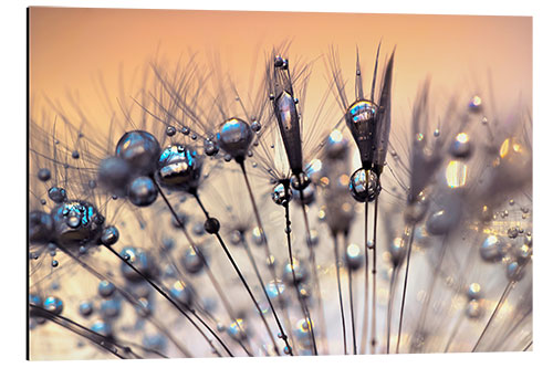 Aluminium print Blowball kissed by the rain