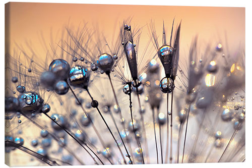 Leinwandbild Pusteblume vom Regen geküsst