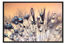 Gerahmter Kunstdruck Pusteblume vom Regen geküsst