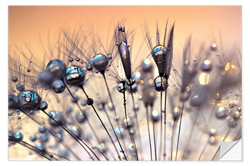 Selvklebende plakat Blowball kissed by the rain