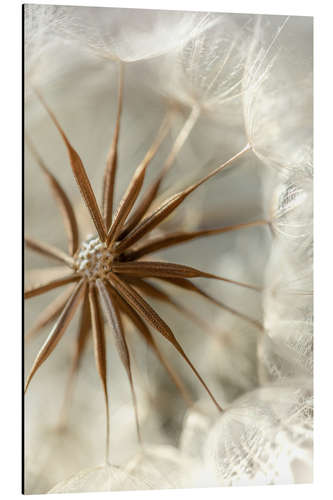 Alubild Pusteblume Schirmchentanz