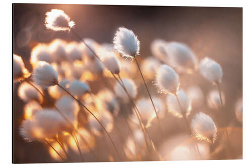 Cuadro de aluminio Cottongrass en la luz de la tarde