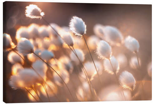 Canvas print Cottongrass in the evening light