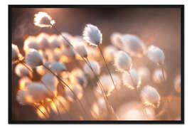 Gerahmter Kunstdruck Wollgras im Abendlicht
