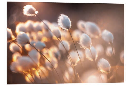 PVC-taulu Cottongrass in the evening light