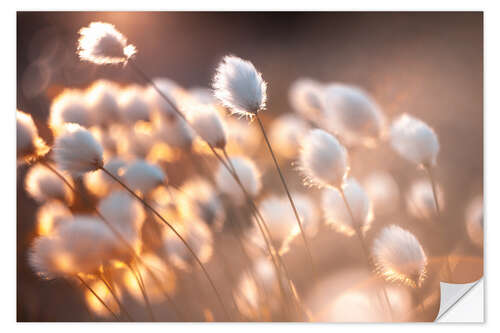 Självhäftande poster Cottongrass i kvällsljuset