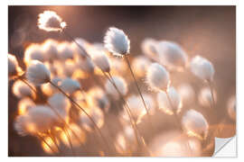 Wall sticker Cottongrass in the evening light