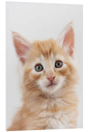 Foam board print Norwegian kitten