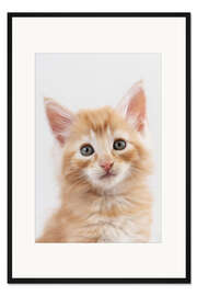 Gerahmter Kunstdruck Norweger Kätzchen