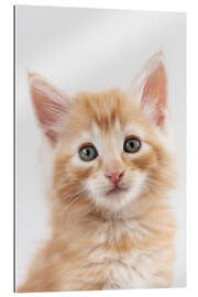 Gallery print Norwegian kitten