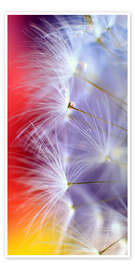 Wandbild  Pusteblumen-Schönheit - Ludger Föster