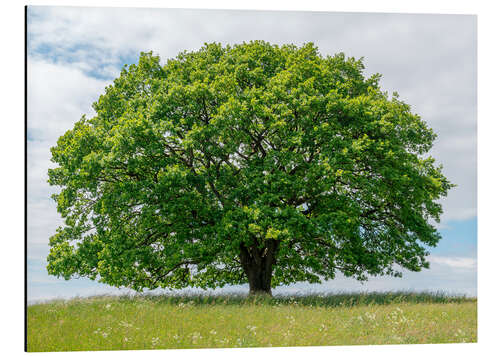 Aluminiumsbilde Proud oak in summer