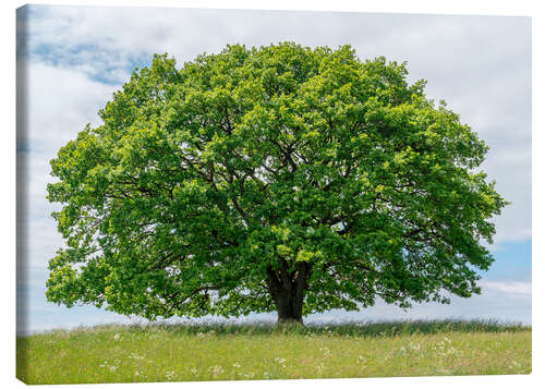 Tableau sur toile Chêne se dressant fièrement en été