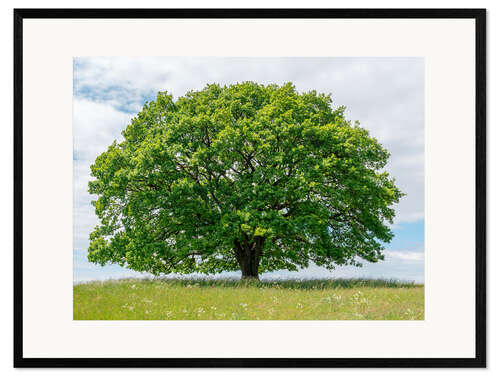 Kehystetty taidepainatus Proud oak in summer