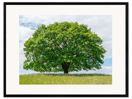 Kehystetty taidepainatus Proud oak in summer