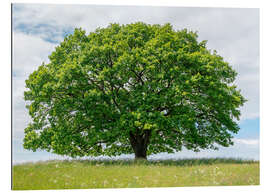 Galleriprint Proud oak in summer