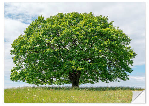 Wall sticker Proud oak in summer