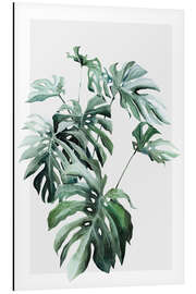 Aluminium print Monstera plant